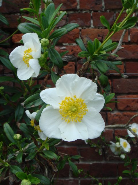 Carpenteria californica fleur